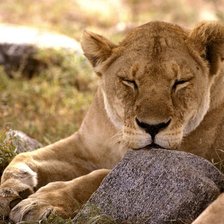 Схема вышивки «Уснул!!!»