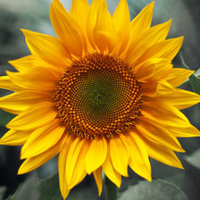 Схема вышивки «Подсолнух»