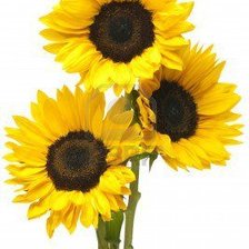 Схема вышивки «Подсолнухи»