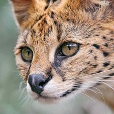 Схема вышивки «Домашний Сервал»