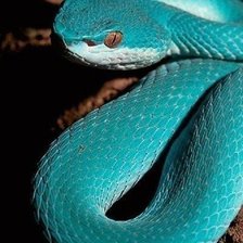 Схема вышивки «змея»