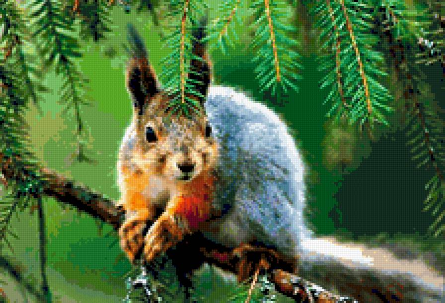 животные - природа - предпросмотр