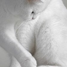 Схема вышивки «кошка»