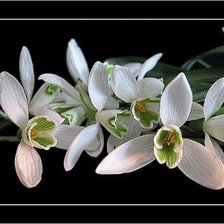 Схема вышивки «цветы»