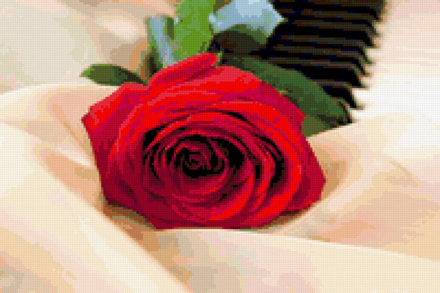 роза - розы, роза, цветы, цветок - предпросмотр