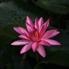 Схема вышивки «нимфея»