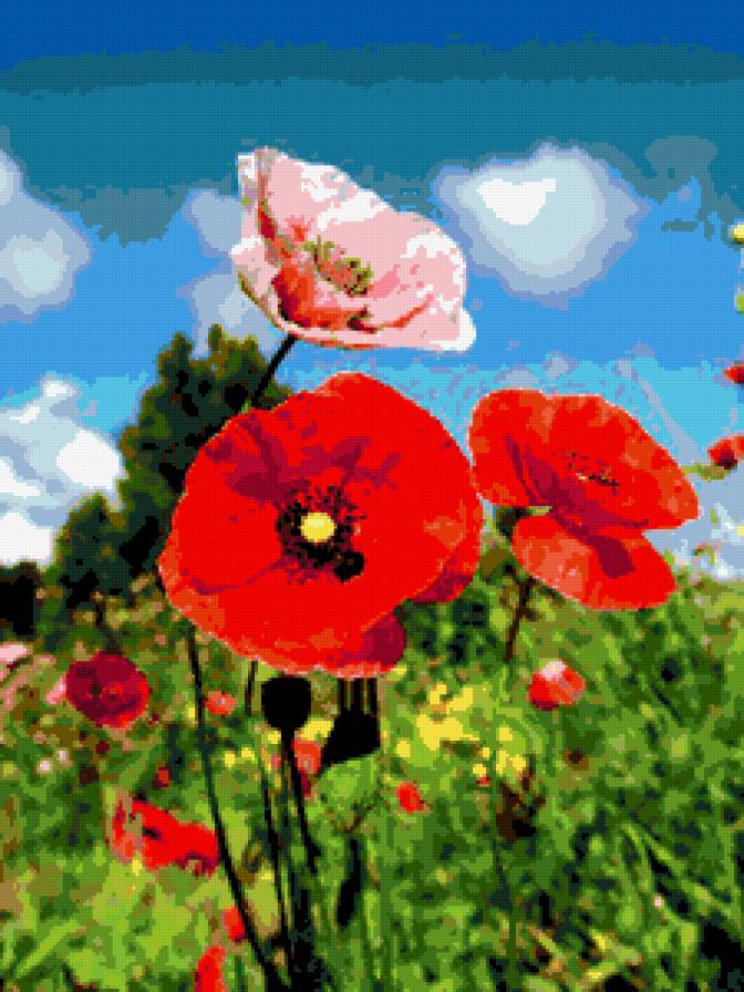 маки - пейзаж, маки, цветы - предпросмотр