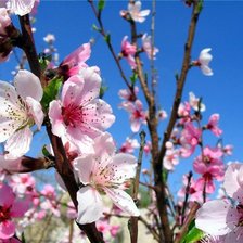 Схема вышивки «№321572»