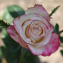 Схема вышивки «роза»