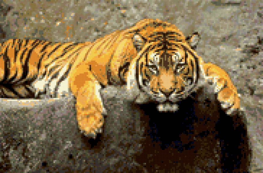 тигр - кто любит животных - предпросмотр