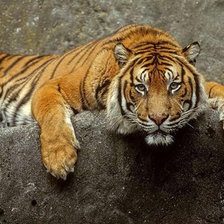 Схема вышивки «тигр»