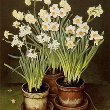 весенние цветы нарцысы