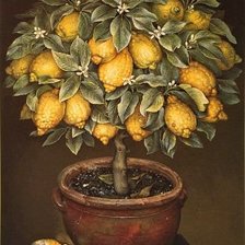 Схема вышивки «фруктовое дерево»