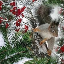 Схема вышивки «белки»