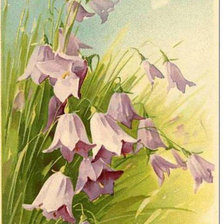 Схема вышивки «цветы»