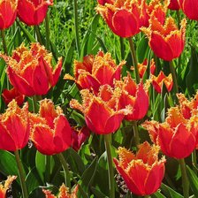 Схема вышивки «тюльпаны»