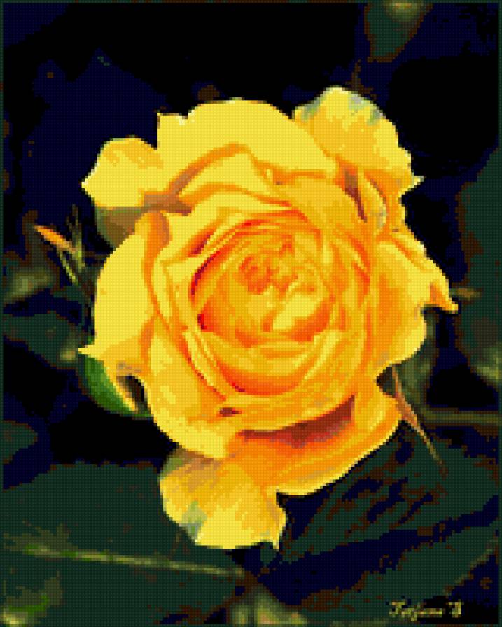 роза - розы, цветы, роза, цветок - предпросмотр