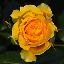 Схема вышивки «роза»