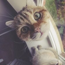 Схема вышивки «Котейка»