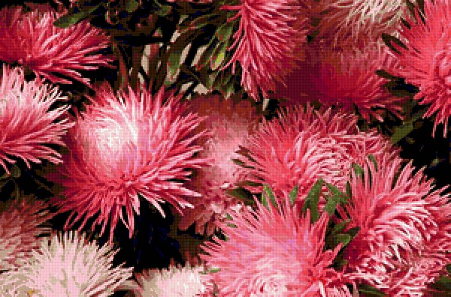 астры - астры, цветы - предпросмотр