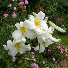 Схема вышивки «№321838»