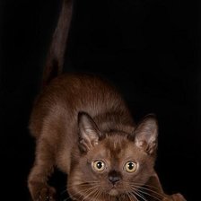 Схема вышивки «№321858»