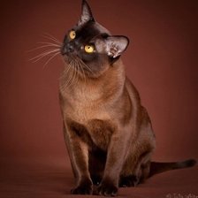 Схема вышивки «№321870»