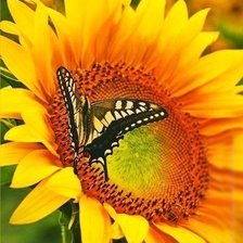 Схема вышивки «№321871»