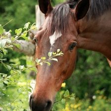 Схема вышивки «№321890»