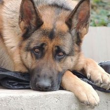 Схема вышивки «Немецкая овчарка»