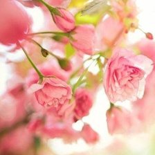 Схема вышивки «Розовые розы»