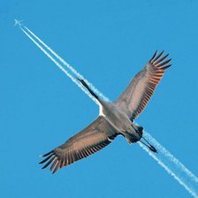 Схема вышивки «серия "птицы"»