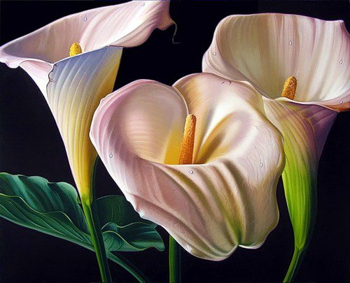 Каллы - флора.каллы, лепестки, цветы, природа - оригинал