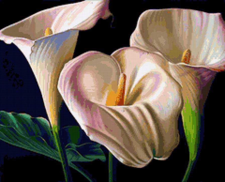 Каллы - природа, лепестки, флора.каллы, цветы - предпросмотр