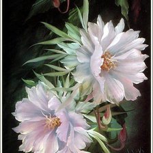 Схема вышивки «Нежность»