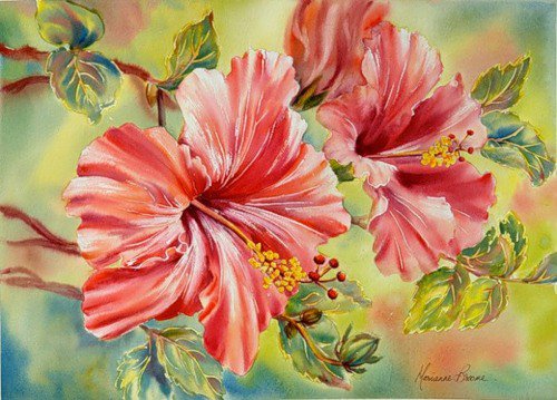 Гибискус - лепестки, цветы, флора.гибискус, природа - оригинал