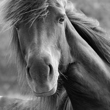 Схема вышивки «лошадь»