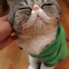 Схема вышивки «Котейка»