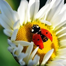 ромашка и букашка