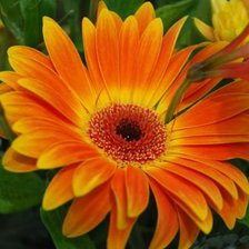 Схема вышивки «Гербера»