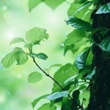 Схема вышивки «листва»