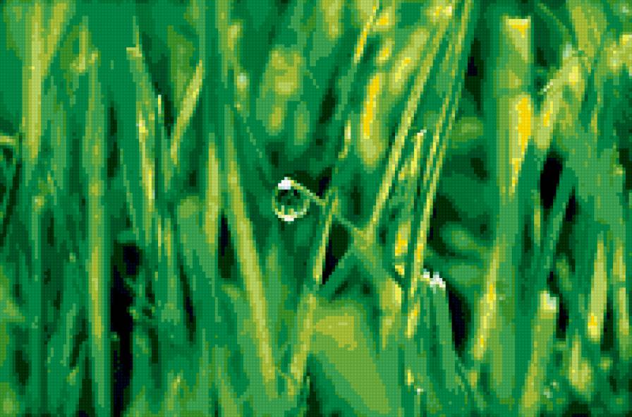 Роса - предпросмотр