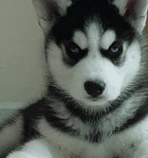 Схема вышивки «Хаски»