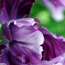 Схема вышивки «Ирис»