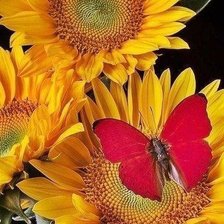 Схема вышивки «подсолнухи»