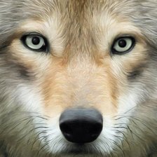 Схема вышивки «волк»