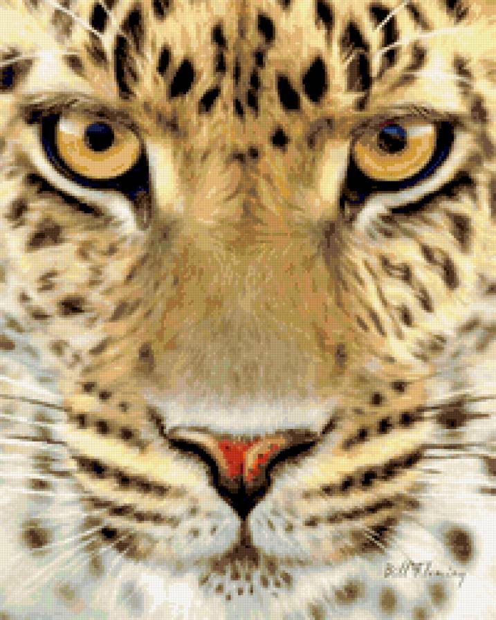 гепард - гепард, животные - предпросмотр