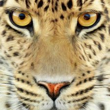 Схема вышивки «гепард»