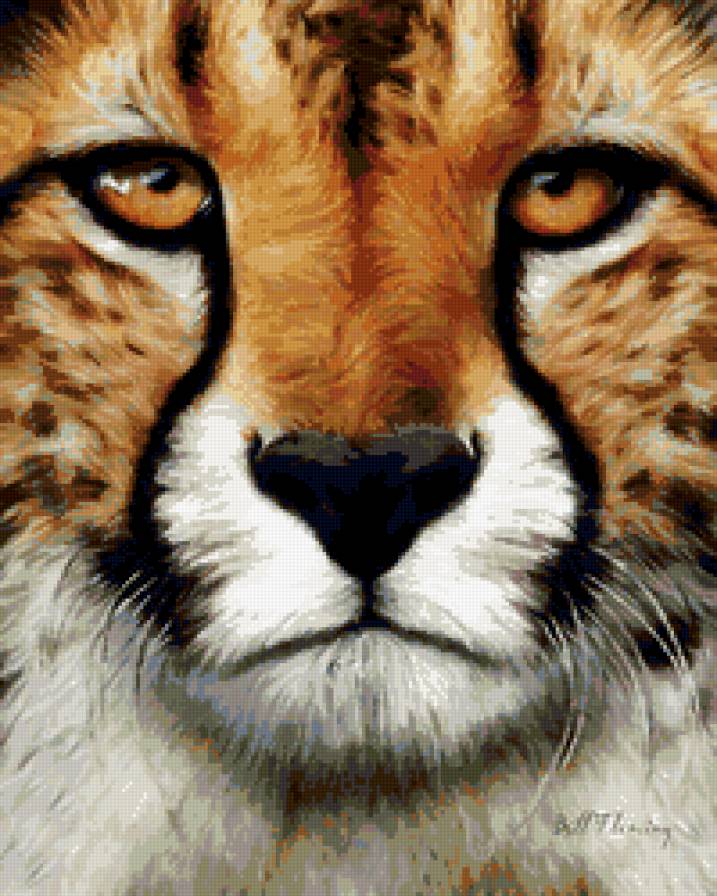 гепард - гепард, животные - предпросмотр