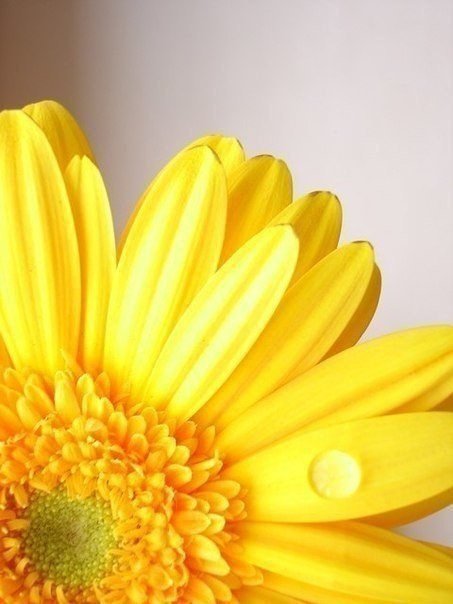 подсолнух - цветы - оригинал